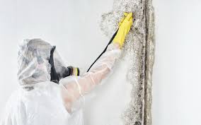 Environmental Consulting for Mold Prevention in Cedar Knolls, NJ